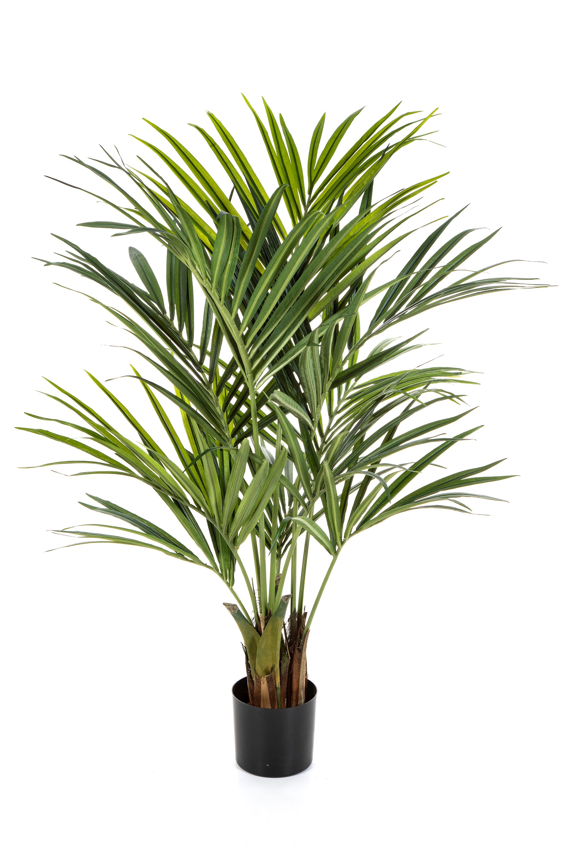 NATURAL KENTIA PALMA luxe, 140cm